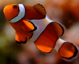 Aquarium Public de Bruxelles Belgique